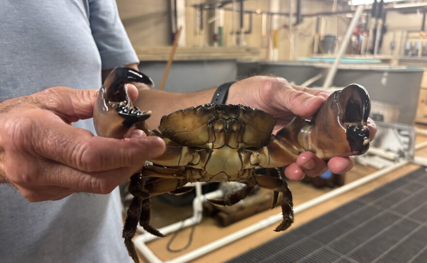 Stone crabs documented in Virginia waters for the first time